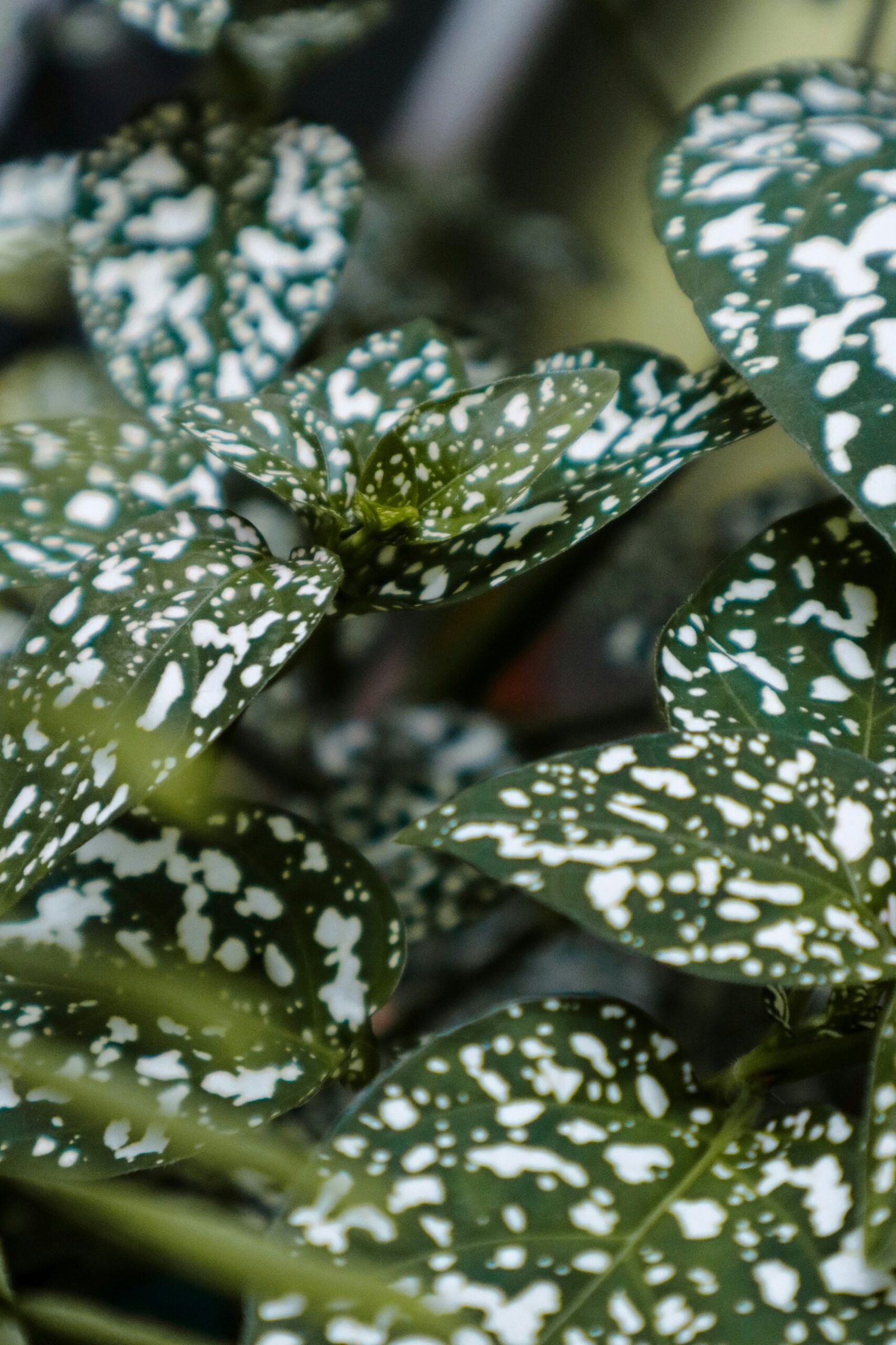 A close up of a green and white plant